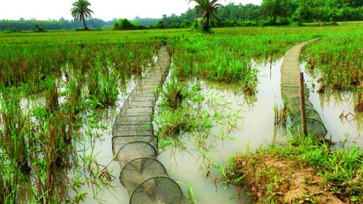 টাঙ্গাইলে নিষিদ্ধ জাল দিয়ে দেশীয় মাছ নিধনের মহোৎসব চলছে