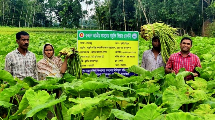 কচুলতি চাষে ঝুঁকছেন টাঙ্গাইলের ধনবাড়ীর কৃষকরা