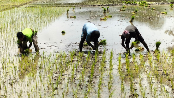 গোপালগঞ্জে ৩২ হাজার টন আমন উৎপাদনের লক্ষ্যমাত্রা