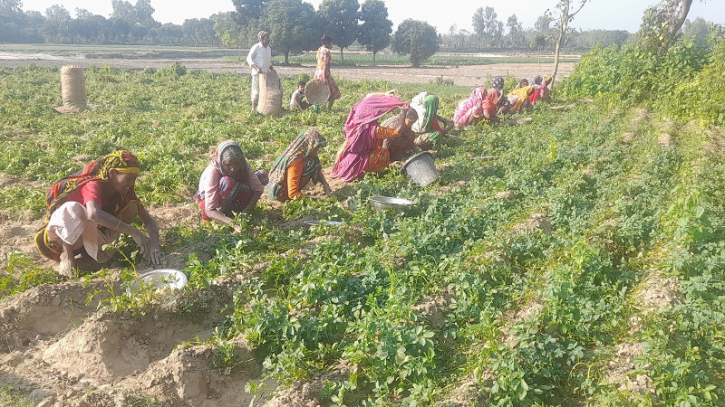 ঠাকুরগাঁওয়ে আগাম জাতের আলু তোলা শুরু, ভালো দাম পাচ্ছে কৃষক