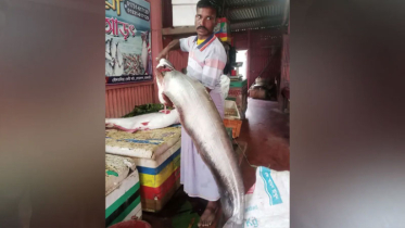 এক বোয়ালেই ১৭ কেজি