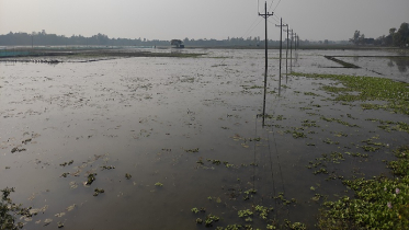 যে কারণে টাঙ্গাইলে ২ হাজার একর জমিতে সরিষার আবাদ হচ্ছে না