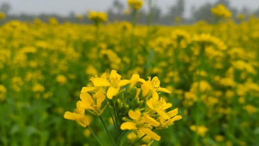 লালমনিরহাটে প্রায় ৫ হাজার হেক্টর জমিতে সরিষা চাষ