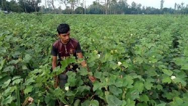 তুলা চাষে সফল হওয়ার স্বপ্ন রওশন আলীর