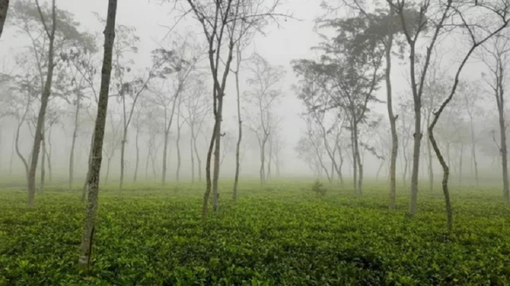 আজ দেশের সর্বনিম্ন তাপমাত্রা শ্রীমঙ্গলে