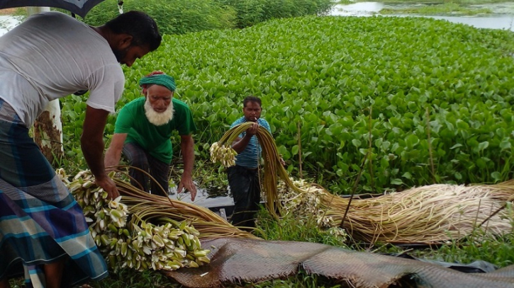 আড়িয়াল বিলের শাপলায় খুলছে ভাগ্যের চাকা