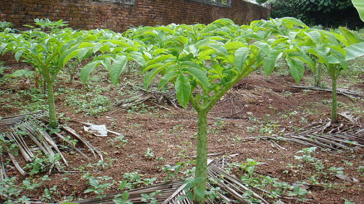 গোপালগঞ্জে লাভজনক কন্দাল ফসলের আবাদ বাড়ছে  