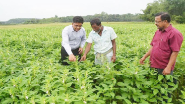 এক জমিতে বছরে ৪ ফসল, লাভবান কৃষক