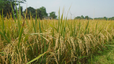 গোপালগঞ্জে আউশের লক্ষ্যমাত্রা ৬ হাজার ২৭৪ মেট্রিক টন