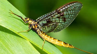 মেফ্লাইয়ের আয়ুষ্কাল মাত্র ৫ মিনিট