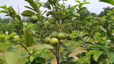 পেয়ারা গাছের চাষপদ্ধতি