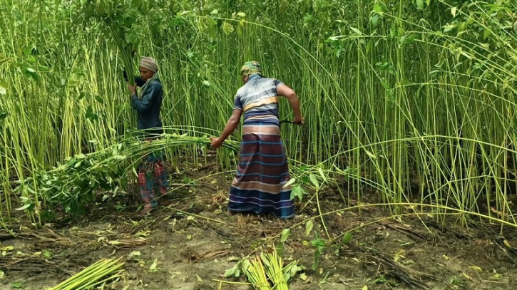 ফরিদপুরে দুশ্চিন্তায় পাট চাষিরা