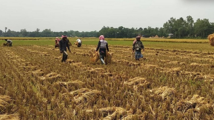 হাওরের ৯৭ শতাংশ ধান কাটা শেষ, তবে...