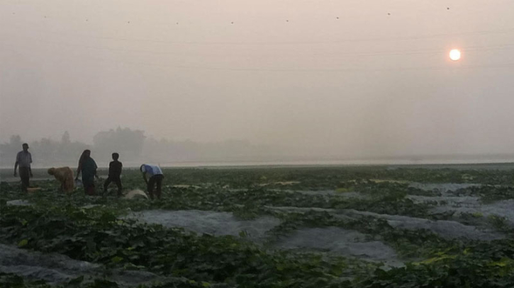 কমছে তাপমাত্রা, দুশ্চিন্তায় আগাম আলু চাষিরা