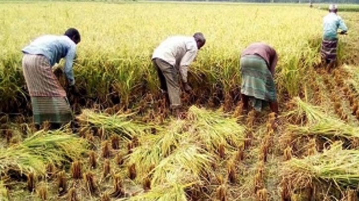 মজুরি বৃদ্ধি, শ্রমিক সংকটে রংপুরের কৃষকরা