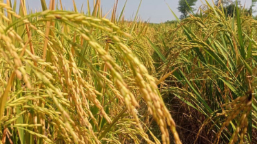 আমনের বাম্পার ফলন, সোনালি ধানে রঙিন স্বপ্ন দেখছে কৃষক