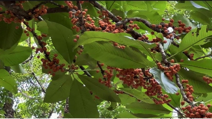 খাগড়াছড়িতে বাণিজ্যিকভাবে বাড়ছে লটকন চাষ