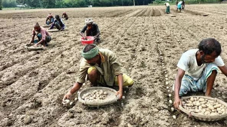 রংপুরে আলুবীজের চাহিদা অনুযায়ী বরাদ্দ কম, যা জানা গেলো