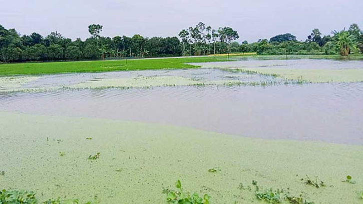 টানা বৃষ্টিতে তলিয়ে গেছে আমন ক্ষেত