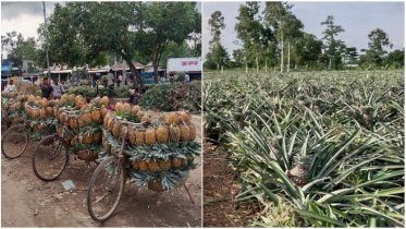 জিআই পণ্যের স্বীকৃতি পেলো মধুপুরের আনারস