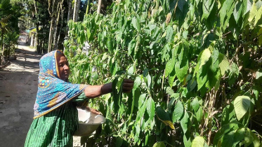 পেটভাতা গ্রাম এখন ঔষধি গ্রাম