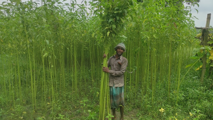 টাঙ্গাইলে পাটের বাম্পার ফলন, লাভবান কৃষকরা