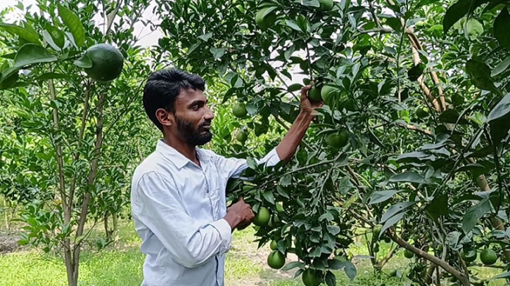 মাল্টা চাষে সফল দিনাজপুরের স্বাধীন