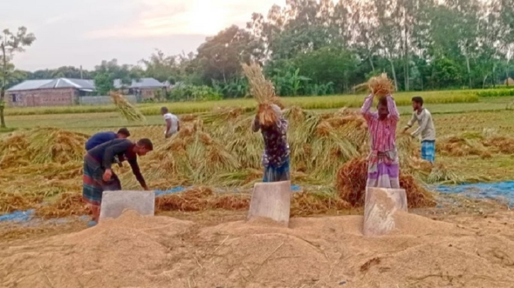 নীলফামারীতে আগাম আমন ধান কাটার ধুম