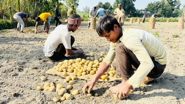 চরম বিপাকে আলু চাষিরা, নেপথ্যে যে কারণ