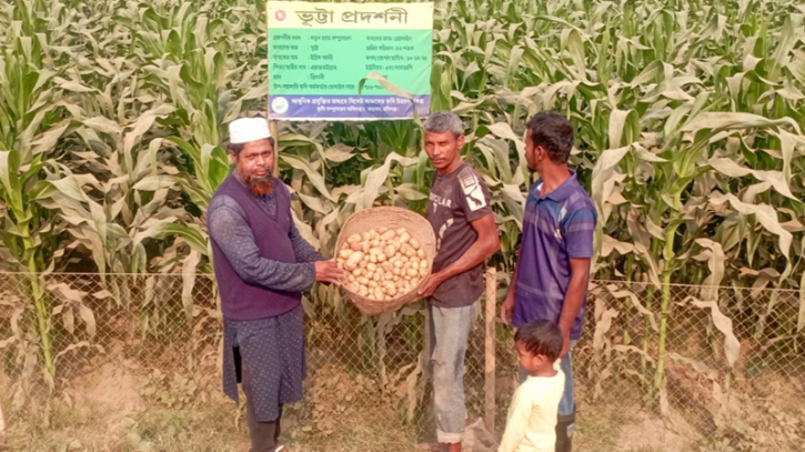 ভুট্টা ক্ষেতে আলু চাষে সফলতা